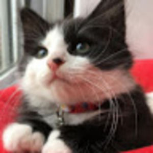 Meet your Posher, Meghann